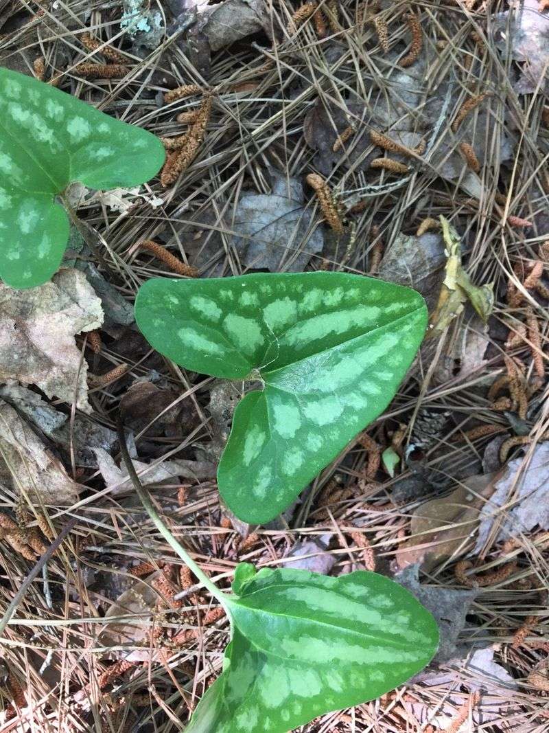 Low And Evergreen, Heartleaf Ginger Hugs The Ground Along Walls Low And Evergreen, Heartleaf Ginger Hugs The Ground Along Walls