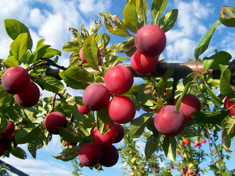 Low-Chill Plums