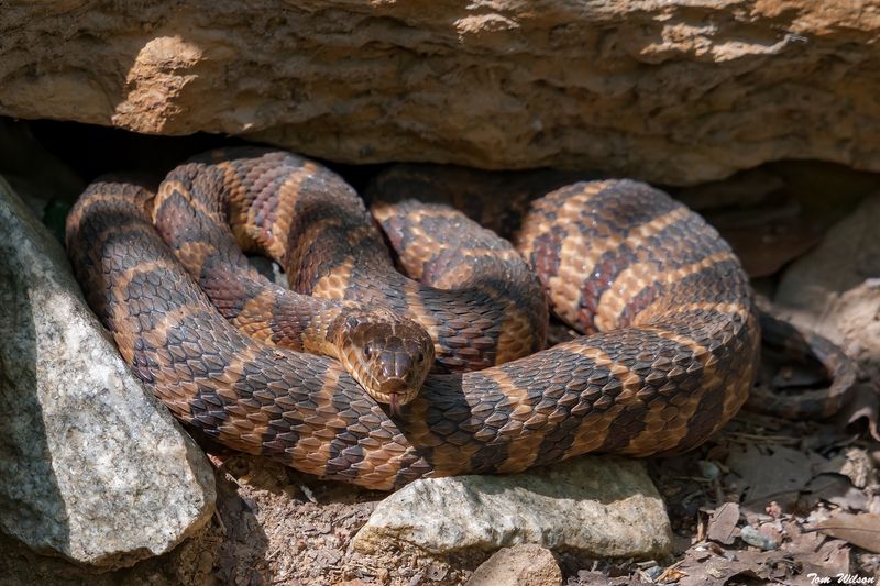 Low Clutter Gives Snakes More Places To Stay Concealed Low Clutter Gives Snakes More Places To Stay Concealed