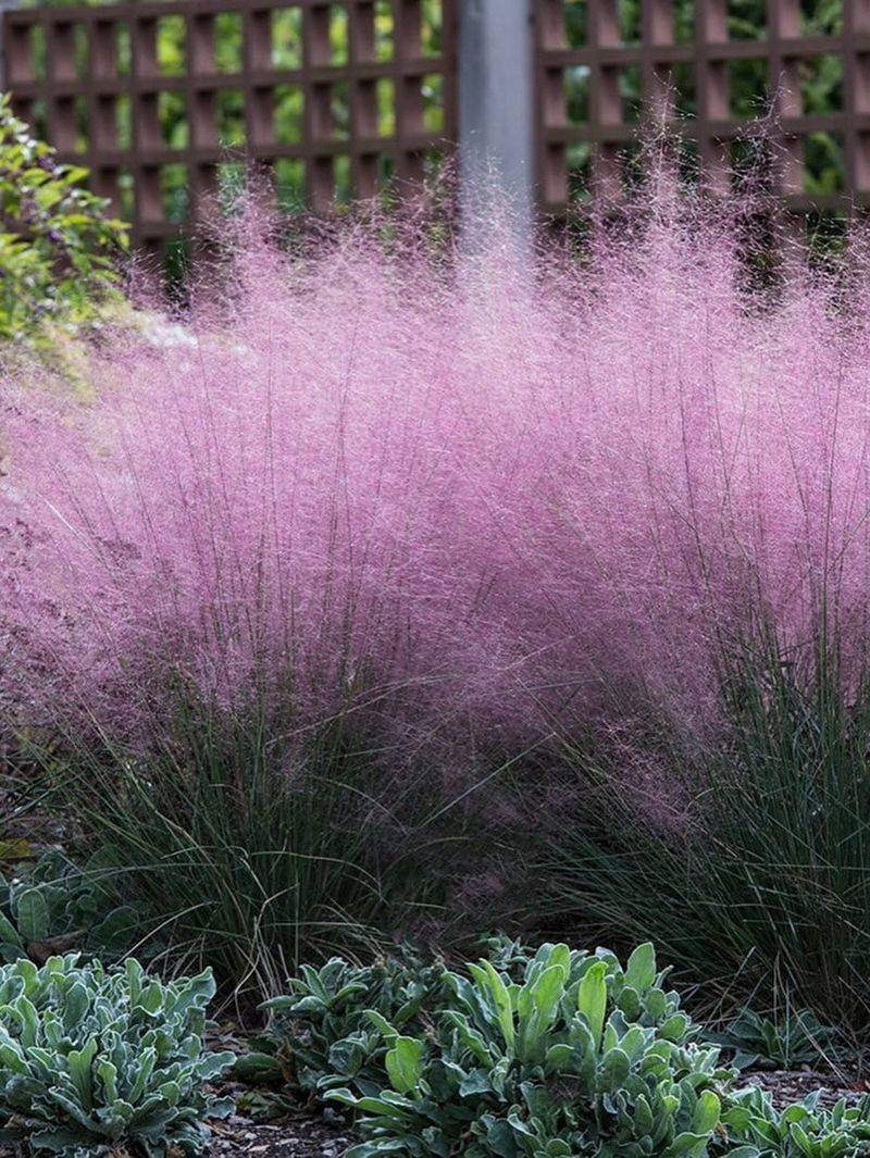 Low-Maintenance And Deer Resistant