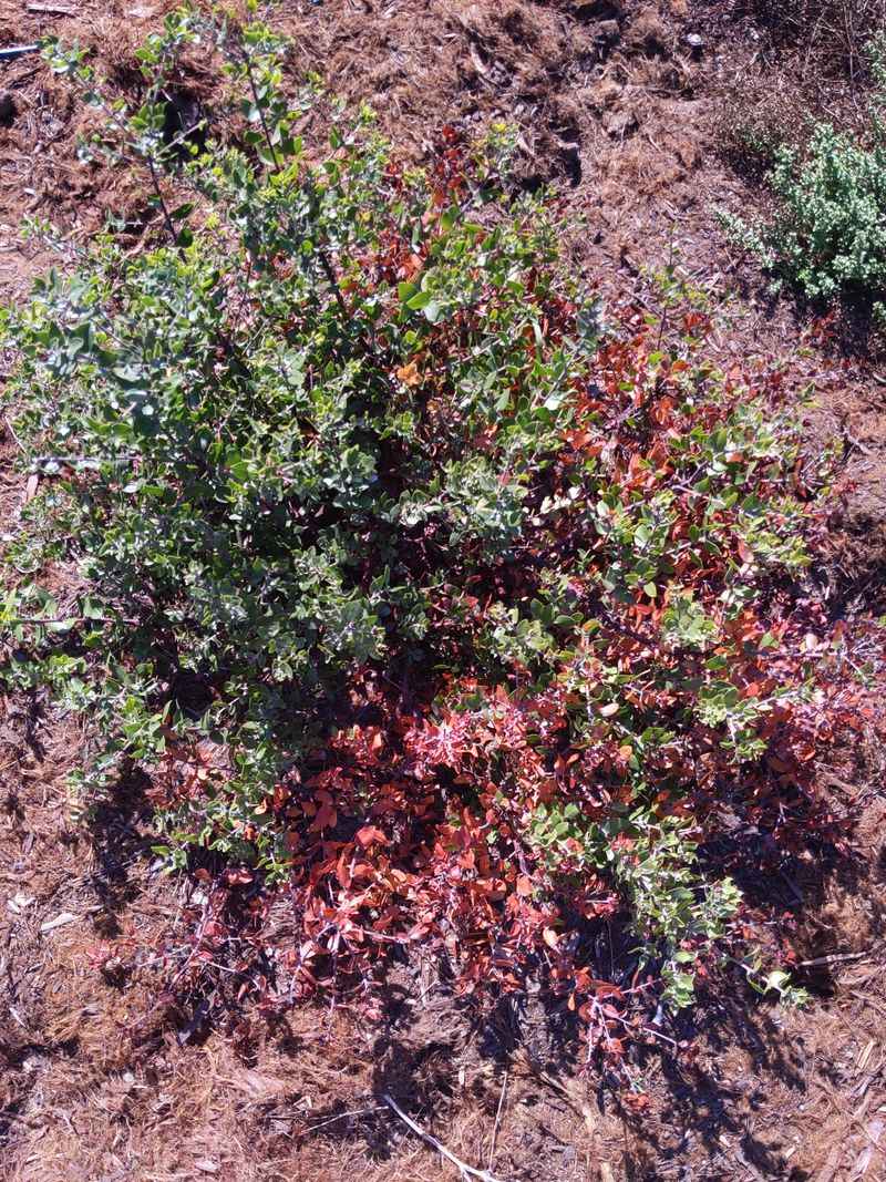 Low Manzanita Covers The Soil Low Manzanita Covers The Soil