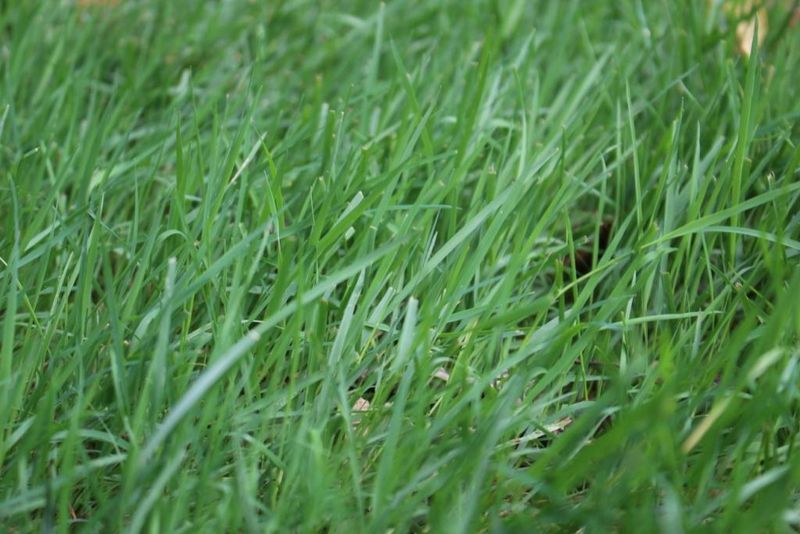 Low pH Or Poor Fertility Slows Growth Low pH Or Poor Fertility Slows Growth