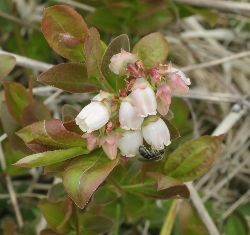Lowbush Blueberry, A Sweet Deal For Bees Lowbush Blueberry, A Sweet Deal For Bees