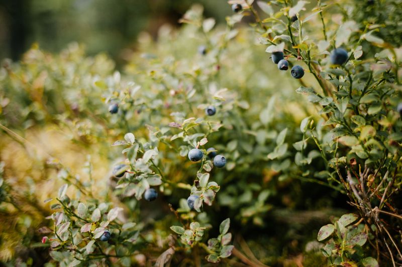 Lowbush Blueberry Hugs The Ground