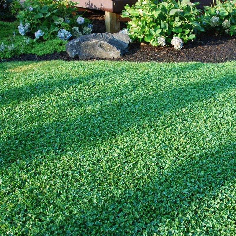 Lower Fertilizer Needs Explain Much Of Its Appeal Lower Fertilizer Needs Explain Much Of Its Appeal