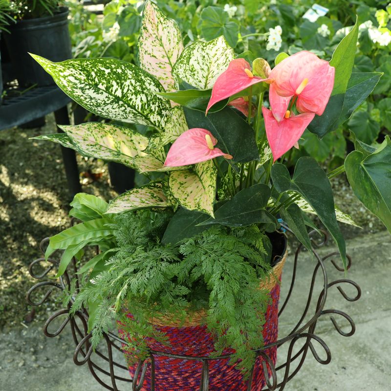 Lower Humidity Helps Leaves Breathe Lower Humidity Helps Leaves Breathe