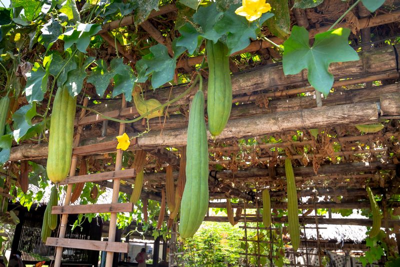 Luffa Gourd