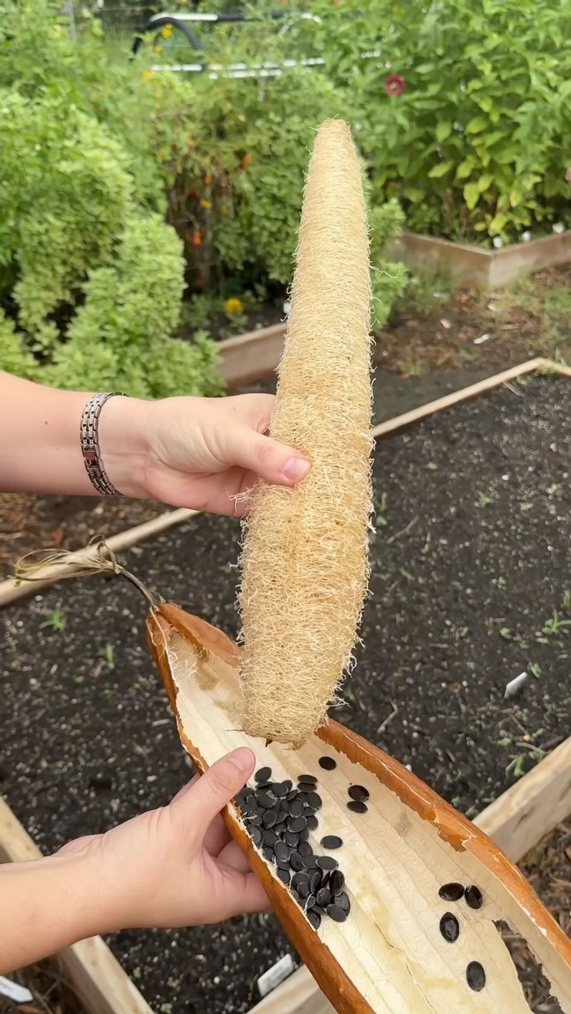 Luffa Gourds For Natural Sponges