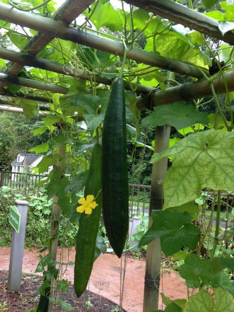 Luffa Vines Produce Gourds You Can Dry Into Natural Sponges