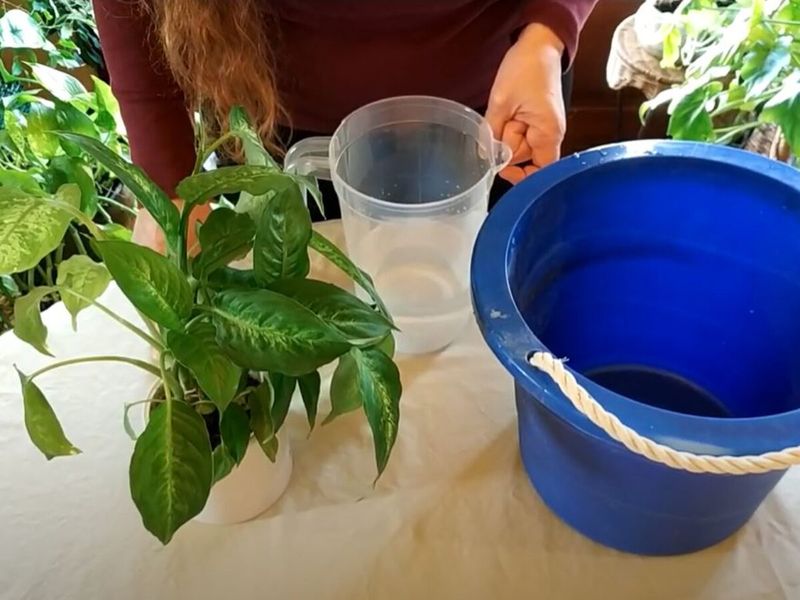 Lukewarm Water Avoids Shocking The Roots Lukewarm Water Avoids Shocking The Roots