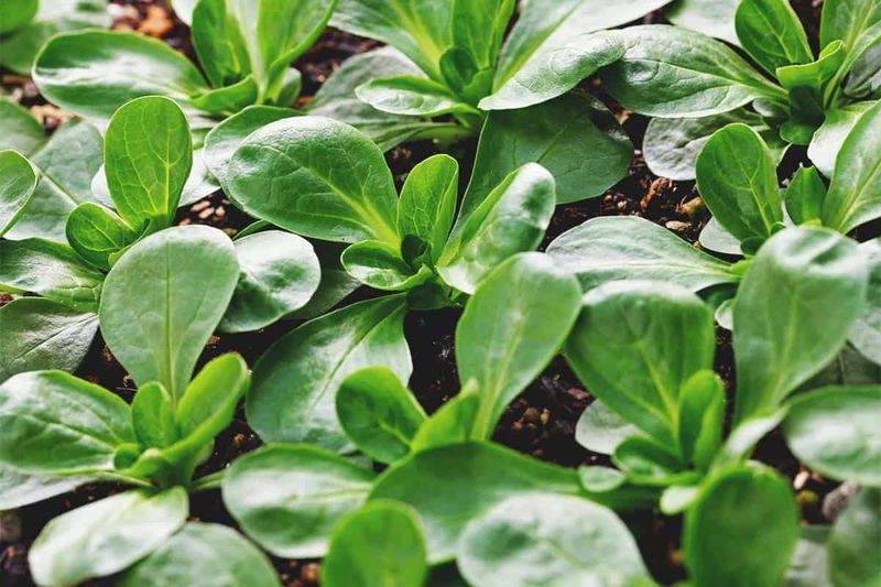 Mache For Hardy Winter Salads