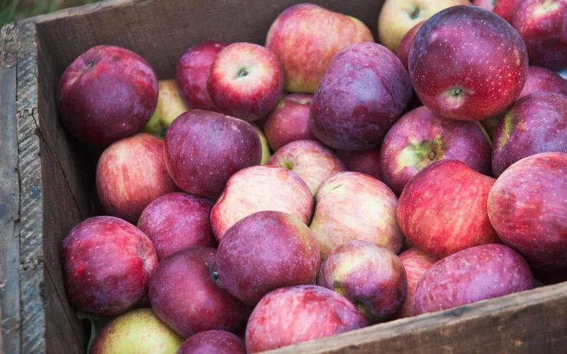 Macoun Apples Are New York's Short Season Treasure Macoun Apples Are New York's Short Season Treasure