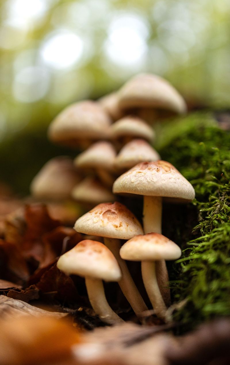 Magic Mushrooms Beneath The Shade Trees Magic Mushrooms Beneath The Shade Trees