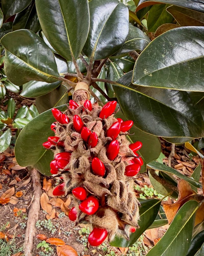 Magnolia fruit is a cluster of follicles, not a true pod Magnolia fruit is a cluster of follicles, not a true pod