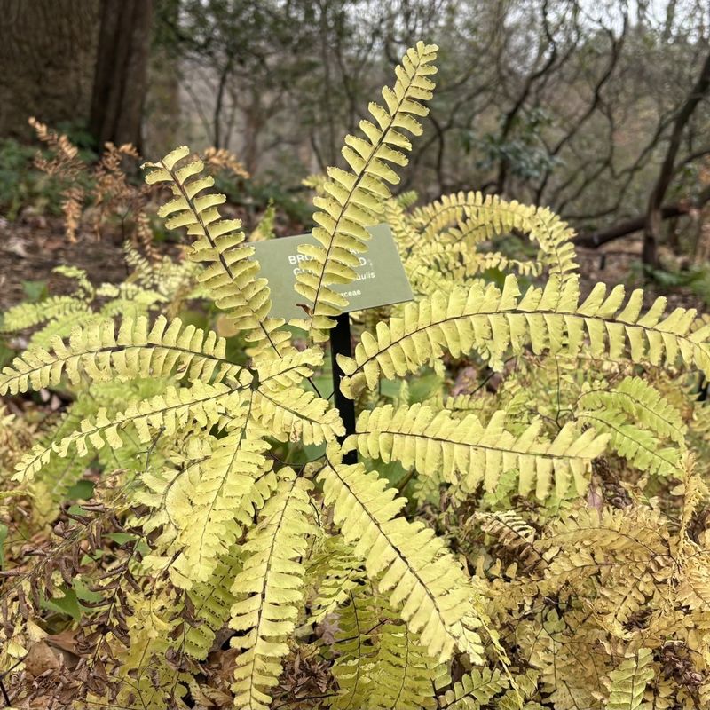 Maidenhair Fern Crowns Want Drainage Not Fertilizer Maidenhair Fern Crowns Want Drainage Not Fertilizer