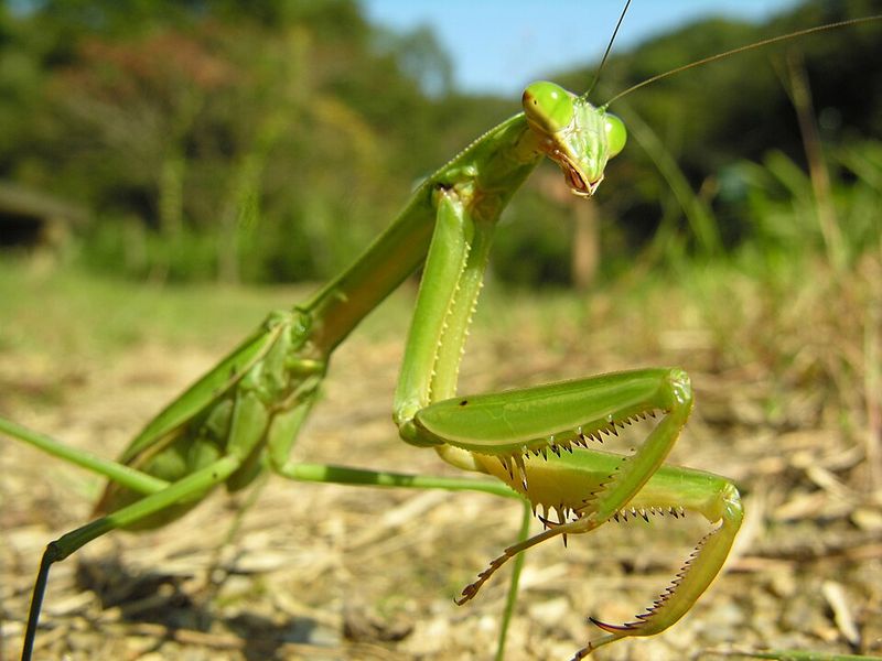 Mail-Order Mantis Egg Cases Are Not Recommended