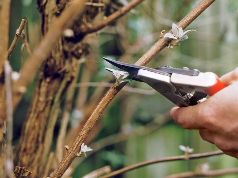 Major Shaping Belongs After The Spring Blooming Period