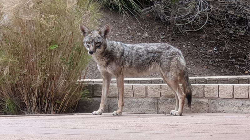 Make Some Noise And Look Big In Your Yard
