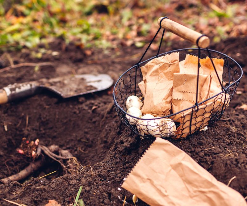 Make Sure The Soil Drains Well Make Sure The Soil Drains Well