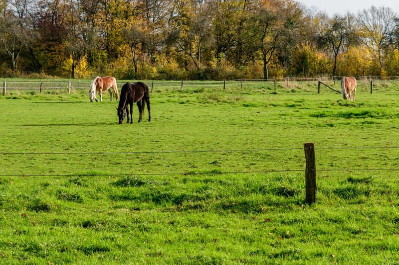 Make The Most Of Fall Pasture And Stockpiled Fescue Make The Most Of Fall Pasture And Stockpiled Fescue