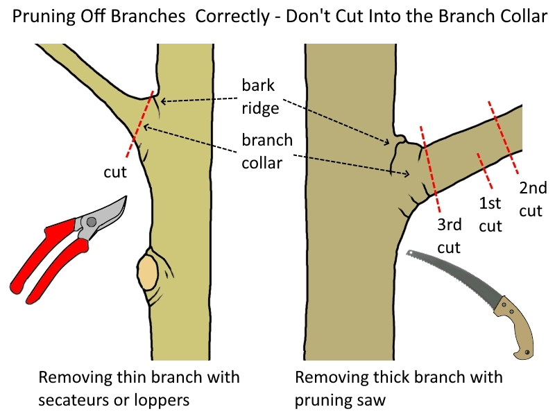 Make branch-removal cuts without damaging the collar
