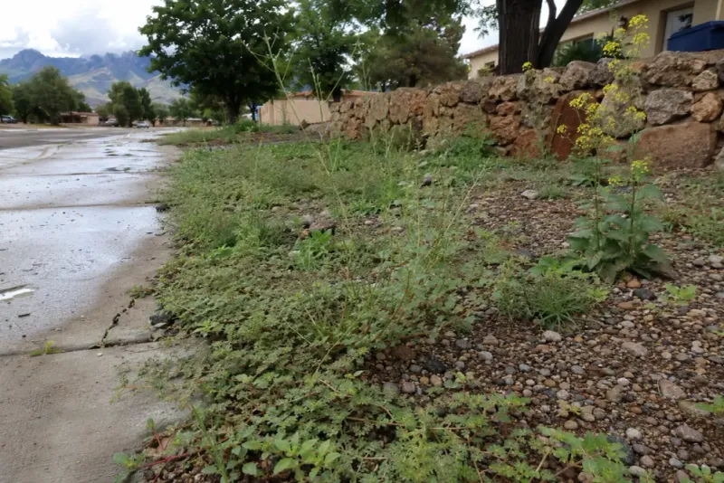 Make careful scouting a post-rain habit Make careful scouting a post-rain habit