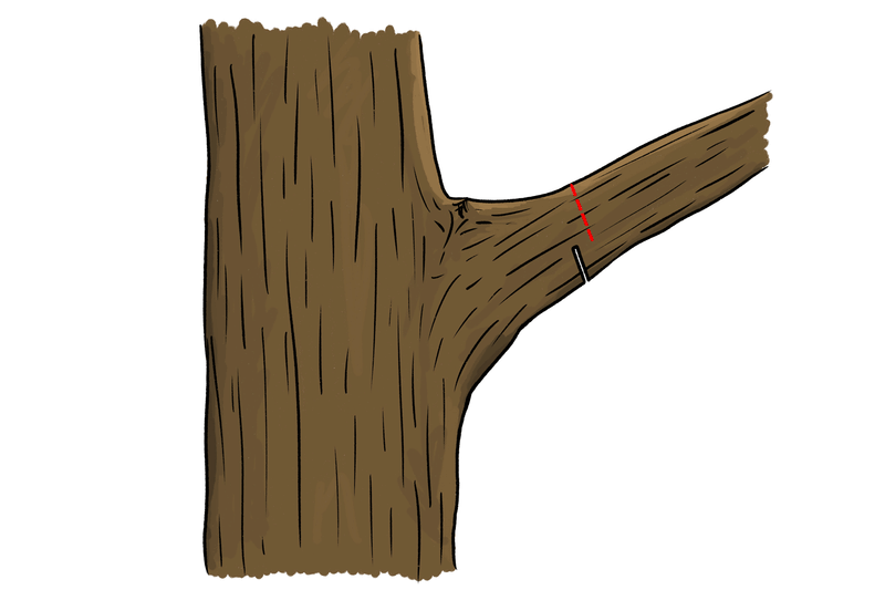 Make each cut just outside the branch collar Make each cut just outside the branch collar
