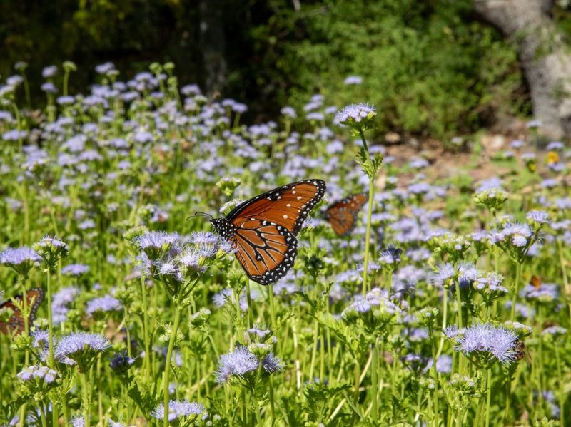 Make the vine one part of a butterfly-friendly yard