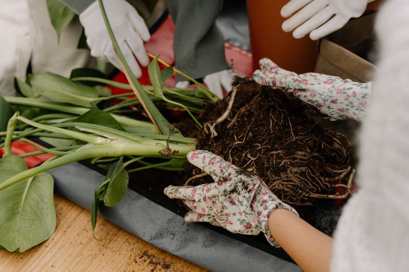 Makes Fall Repotting Quicker And Cleaner Makes Fall Repotting Quicker And Cleaner
