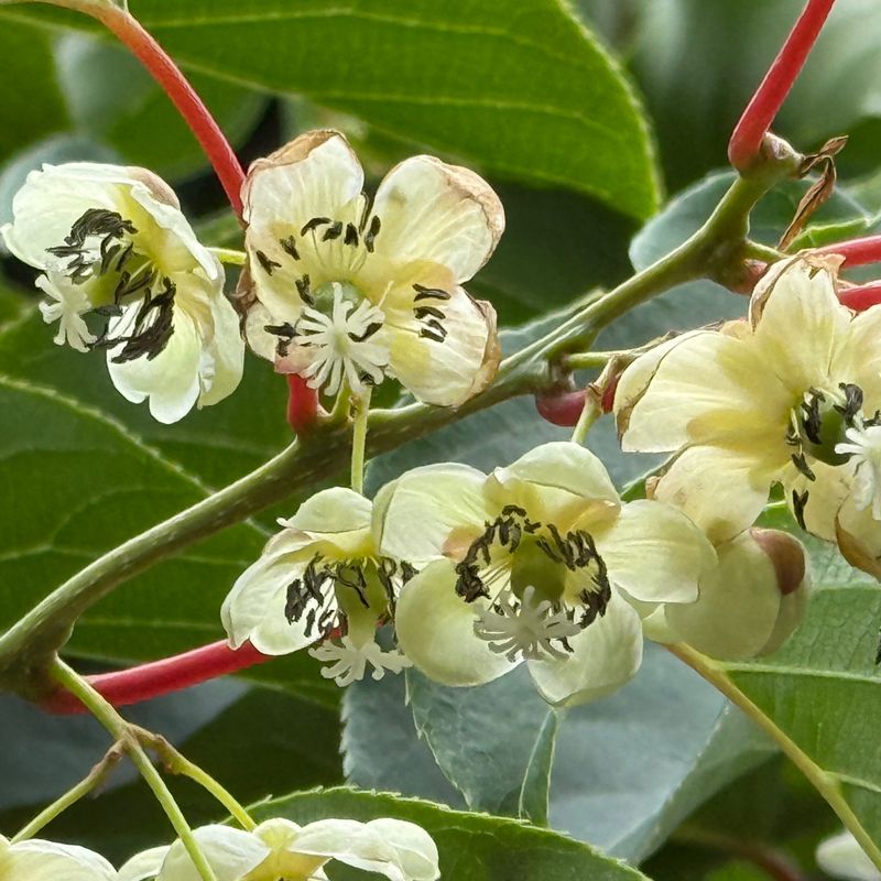 Male And Female Vines Must Bloom At The Same Time Male And Female Vines Must Bloom At The Same Time