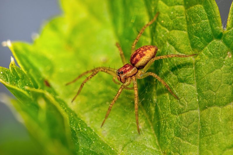 Male Spiders Are Wandering To Find Mates Male Spiders Are Wandering To Find Mates