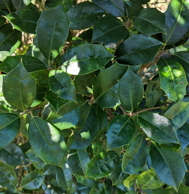 Male Trees Will Never Produce Red Berries