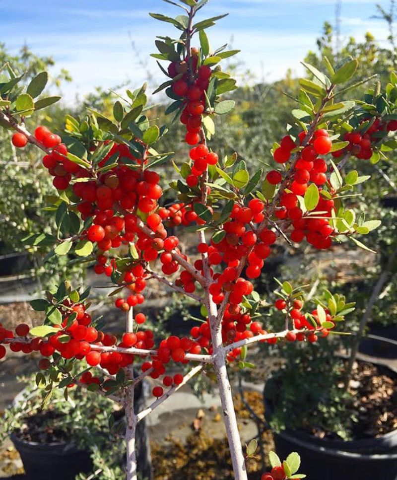 Male Vs. Female Plants Matter In Florida Gardens