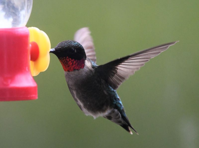 Males Defend Territories Around Feeders