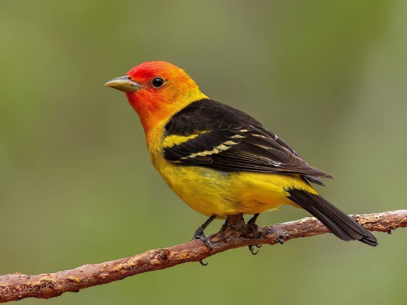Males Lose Their Brightest Colors In Fall