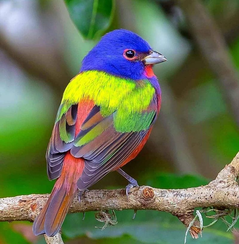 Males Wear Blue, Green And Red Males Wear Blue, Green And Red