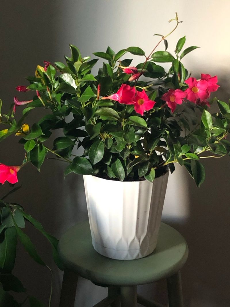 Mandevilla Needs A Trim And A Sunny Window