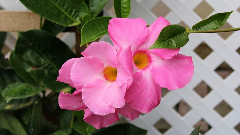 Mandevilla Needs Its Pruning Saved For Spring Mandevilla Needs Its Pruning Saved For Spring