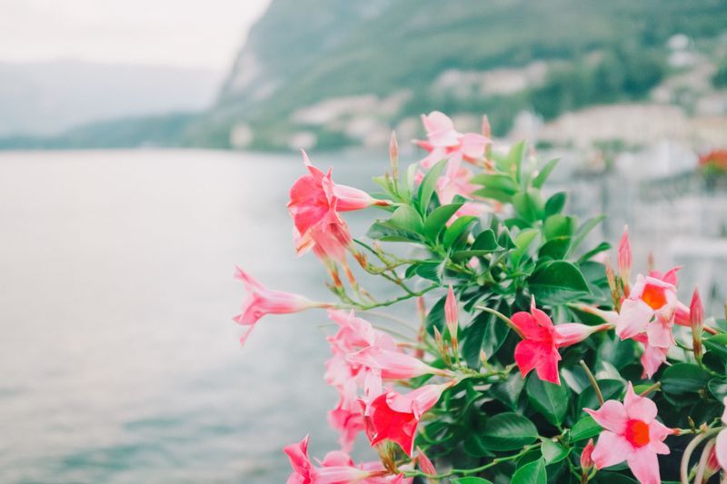 Mandevilla Offers Climbing Blooms