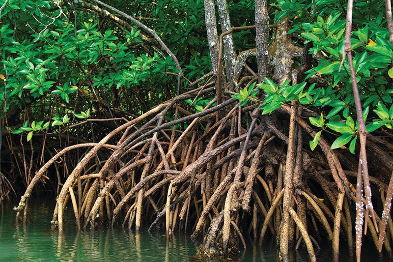 Mangroves Are Still Protected