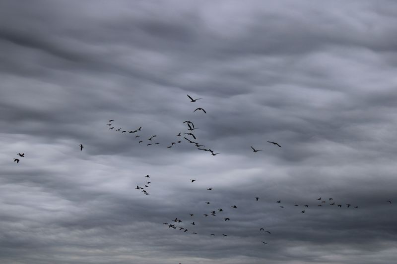 Many Birds Can Sense A Storm Coming Many Birds Can Sense A Storm Coming