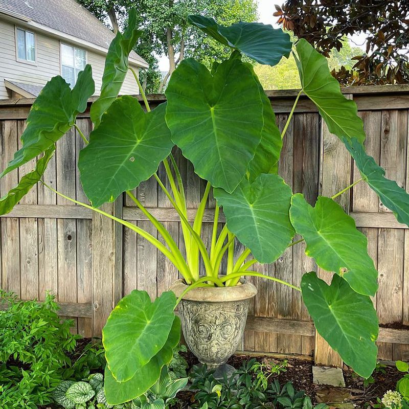 Many Colocasias Are Root-Hardy To Zone 8, And Some To Zone 7
