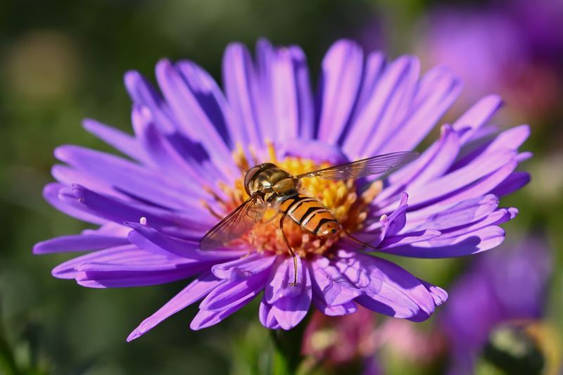 Many Fall Visitors Feed On Asters Besides Monarchs