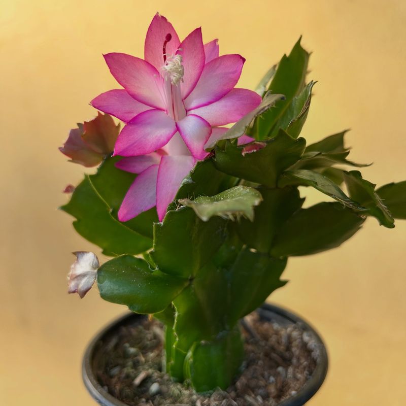 Many Holiday Cactus Plants Are Actually Thanksgiving Types