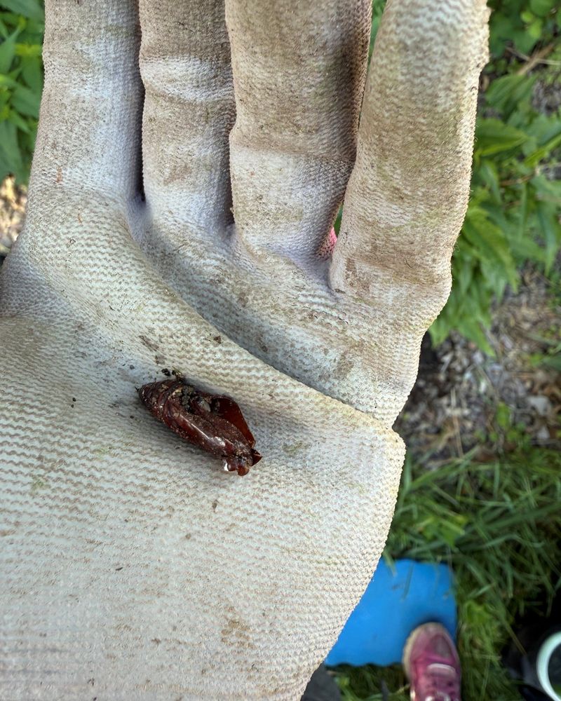 Many Insects Aren't Gone, They're Resting