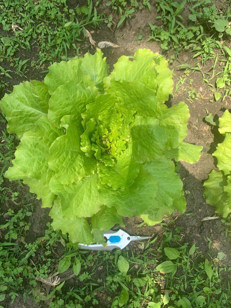 Many Lettuce Types Never Form Tight Heads Many Lettuce Types Never Form Tight Heads