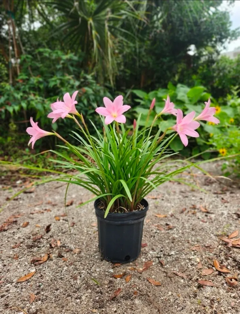 Many Native Nurseries Ship Their Plants