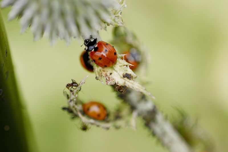 Many Of Those Insects Are Pest-Eating Natural Enemies Many Of Those Insects Are Pest-Eating Natural Enemies