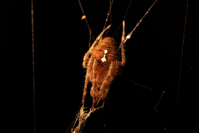 Many Orb Weavers Rebuild Every Night