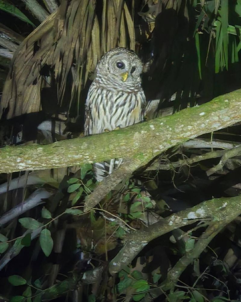 Many Owl Calls Help Mark Territory Or Reach A Mate